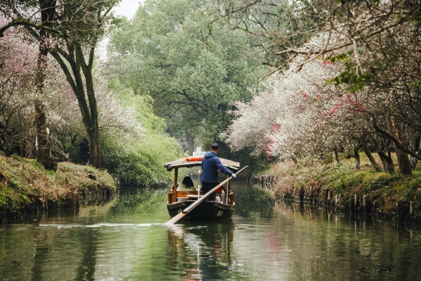 杭州西溪濕地，河岸梅花盛開。圖片來源：視覺中國