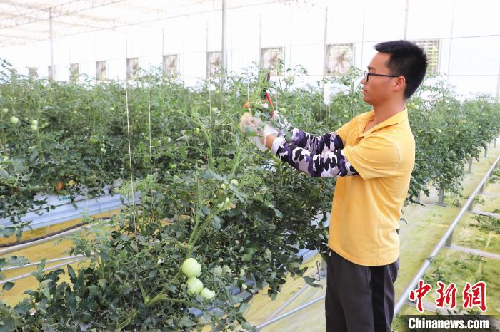 圖為在紅谷灘區(qū)元宇宙·VR數(shù)字農(nóng)業(yè)示范基地七彩番茄培育車間內(nèi)，農(nóng)業(yè)技術(shù)員正在對(duì)番茄植株進(jìn)行修剪。　熊錦陽(yáng) 攝