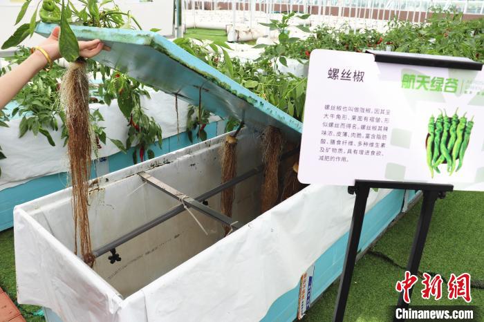 圖為在南昌市紅谷灘區(qū)元宇宙·VR數(shù)字農(nóng)業(yè)示范基地氣霧培養(yǎng)車間里，螺絲椒長(zhǎng)勢(shì)良好。　熊錦陽(yáng) 攝